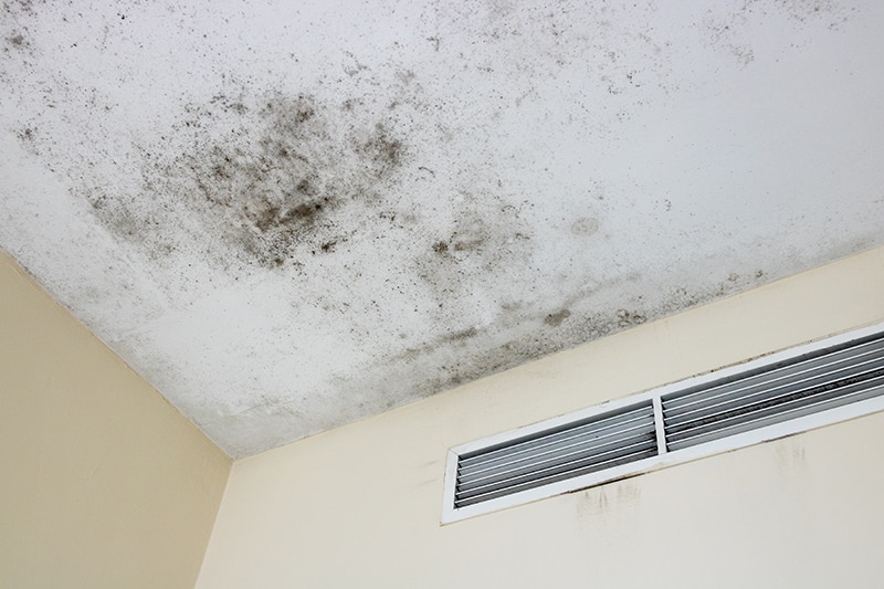 Ceiling Mold